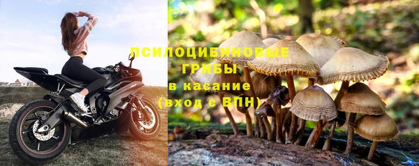 шишки Аркадак