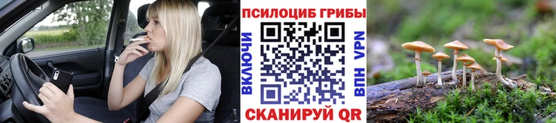 купить наркотики сайты  Камешково  Галлюциногенные грибы Psilocybe 